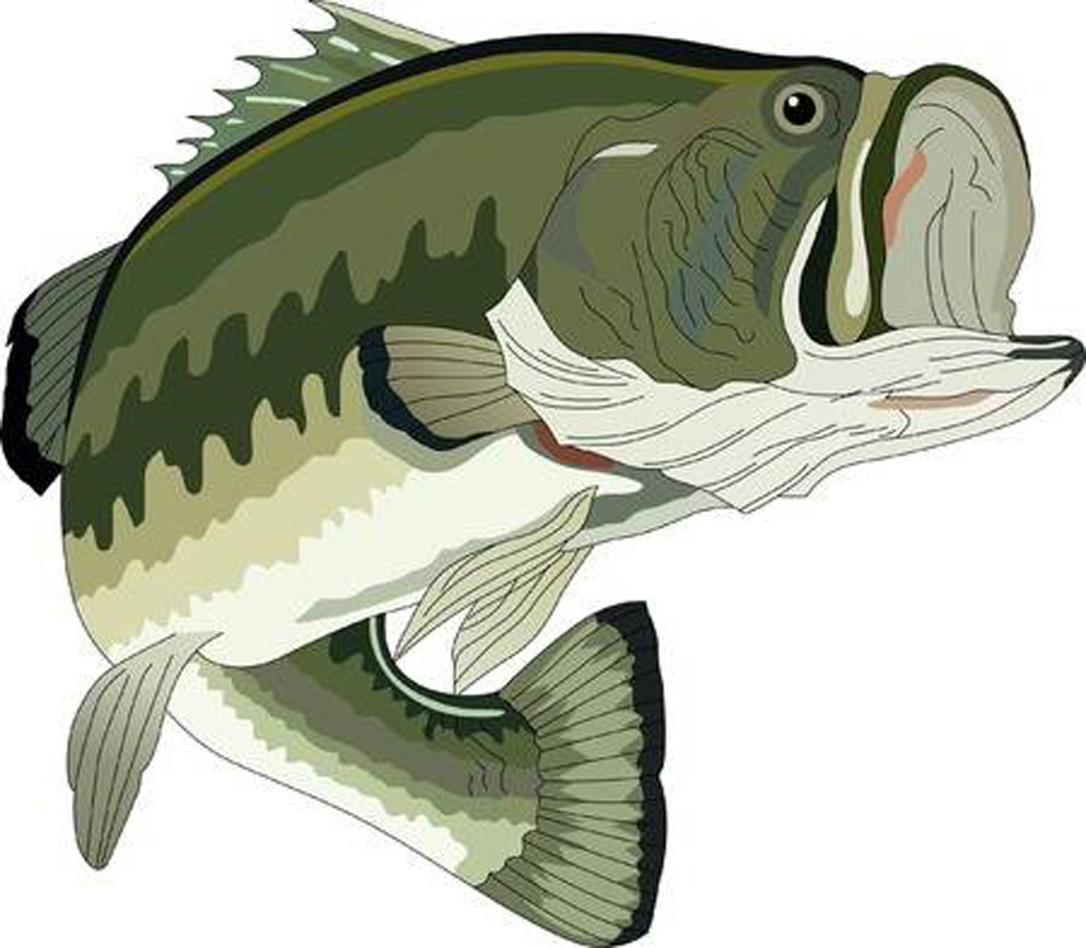 Bass